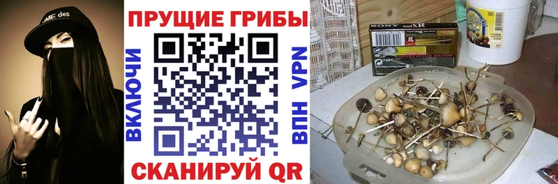 Псилоцибиновые грибы Cubensis  Голицыно 